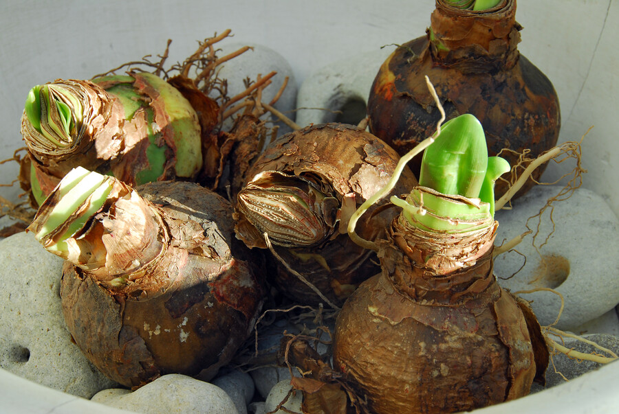 Amaryllis Bulbs (Forcing)